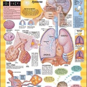 Blueprint for Health Your Respiratory System Chart