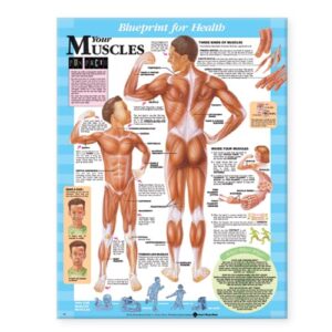 Blueprint For Health Your Muscle Chart