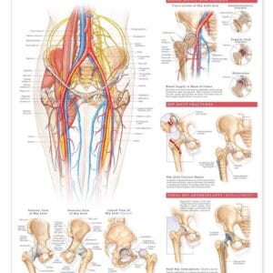 Anatomy and Injuries of the Hip Anatomical Chart