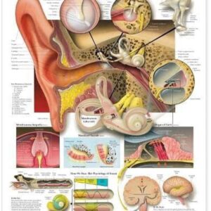 The Ear: Organs of Hearing and Balance Anatomical Chart (9781587791215)