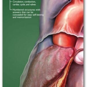 Anatomical Chart Company's Illustrated Pocket Anatomy: Anatomy of The Heart Study Guide