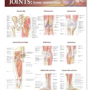 Joints of The Lower Extremities Anatomical Chart