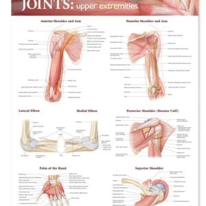 ACC Joints of The Upper Extremities Anatomical Chart