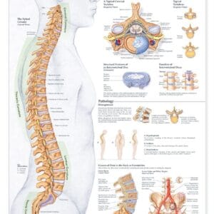 ACC Human Spine Disorders Anatomical Chart
