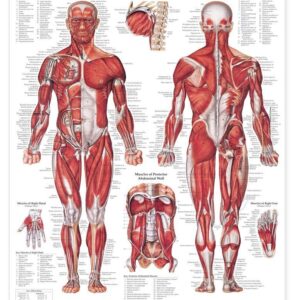 The Muscular System Giant Chart