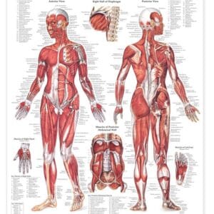 The Female Muscular System Anatomical Chart
