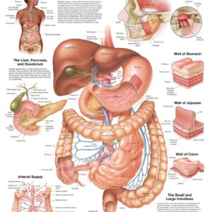 The Digestive System Anatomical Chart