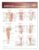 Joints of The Lower Extremities Anatomical Chart – ISBN-10: 0781786606