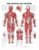 The Muscular System Giant Chart – ISBN-10: 1587799812