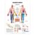 Dermatomes Anatomical Chart – ISBN-10: 1587791129