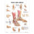 Foot and Ankle Anatomical Chart – ISBN-10: 1587791382