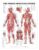 The Female Muscular System Anatomical Chart – ISBN-10: 1587795639