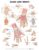 Hand and Wrist Anatomical Chart – ISBN-10: 1587791439