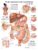 The Digestive System Anatomical Chart – ISBN-10: 1975243269