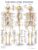 The Skeletal System Anatomical Chart – ISBN-10: 1975180232
